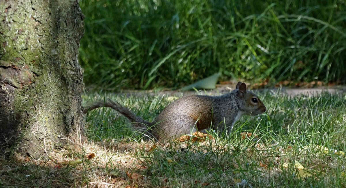 Squirrel Willow Bank